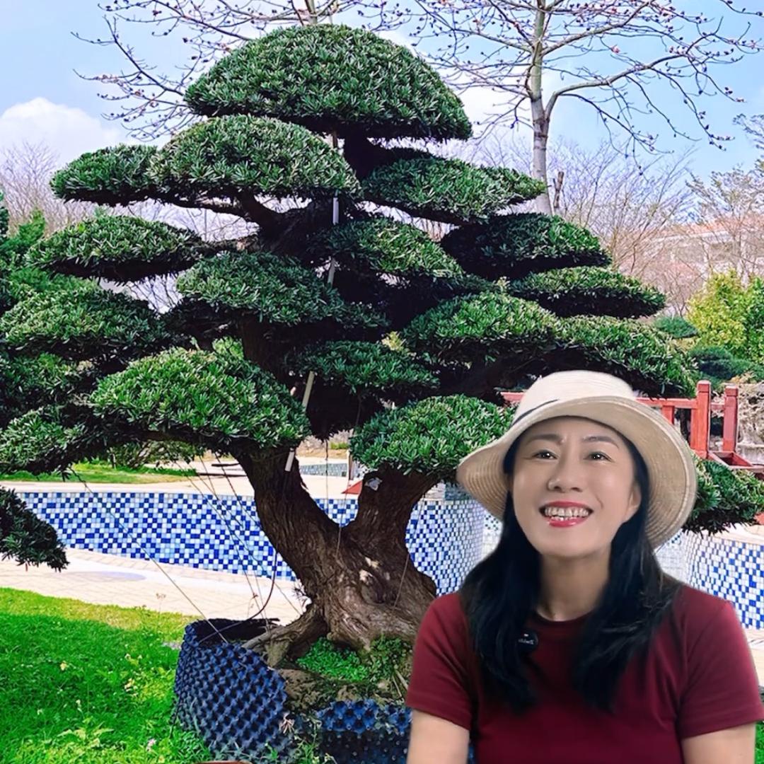 雅姐罗汉松基地