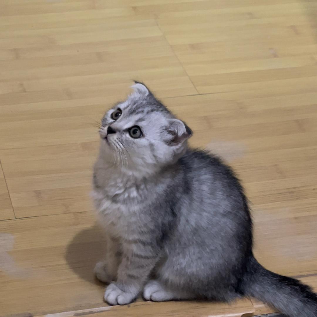 皮球