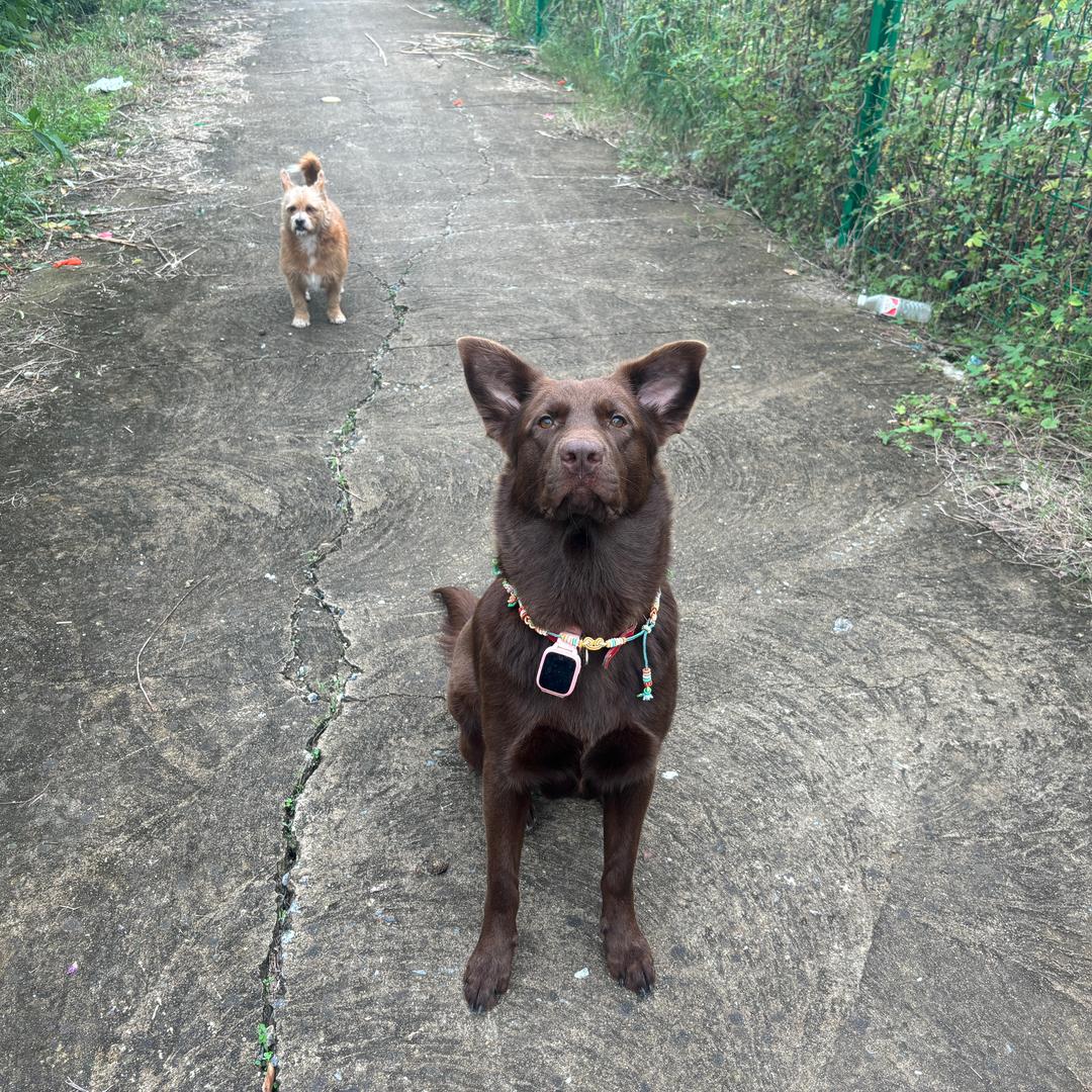 我与灵宠修仙梦为鱼