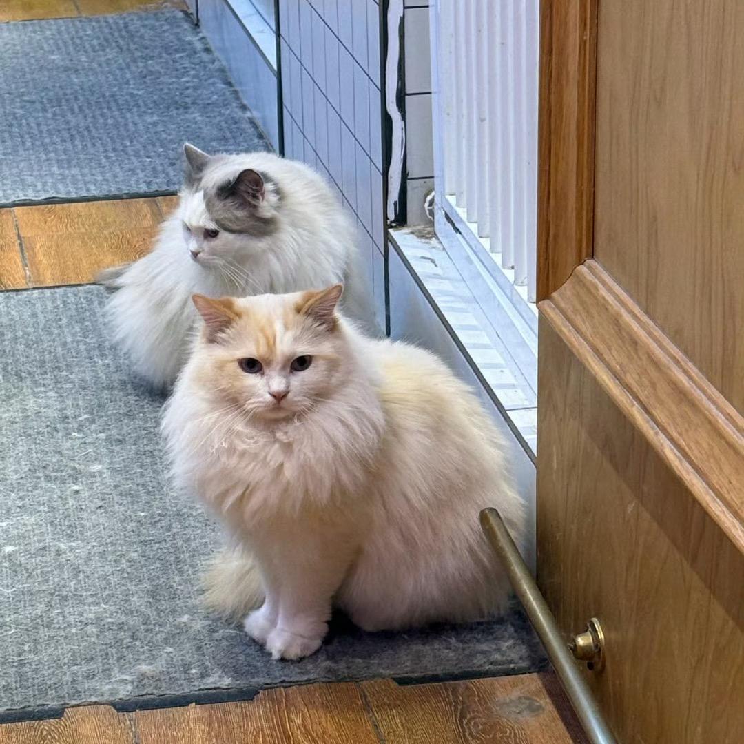 ･‿･