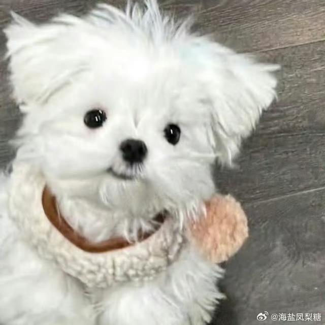 潦草小狗🐕