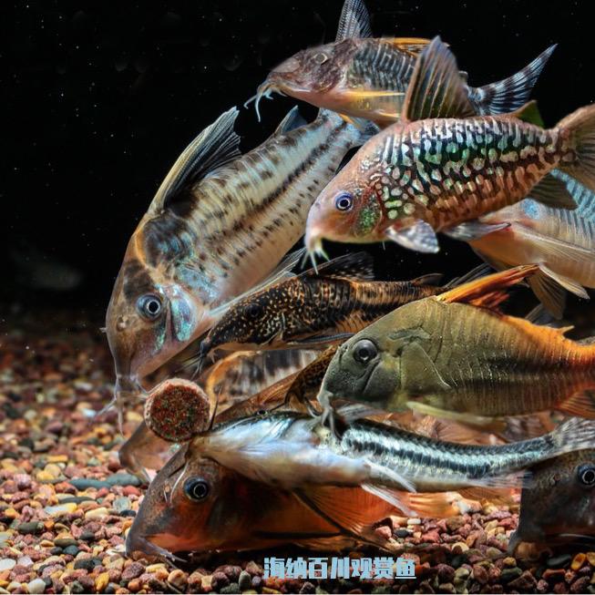海纳百川观赏鱼