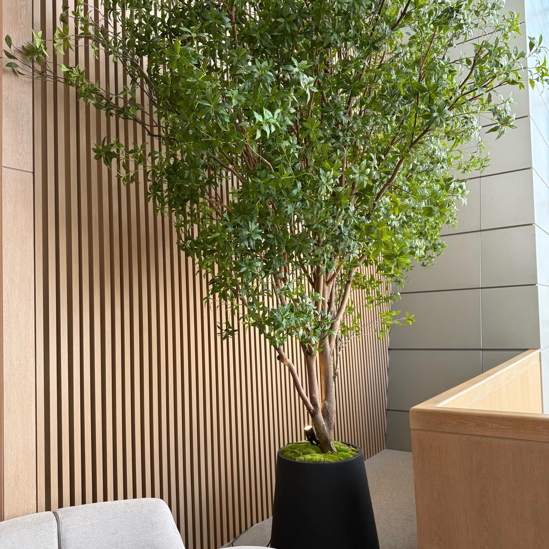 番茄炒蛋不加Tang