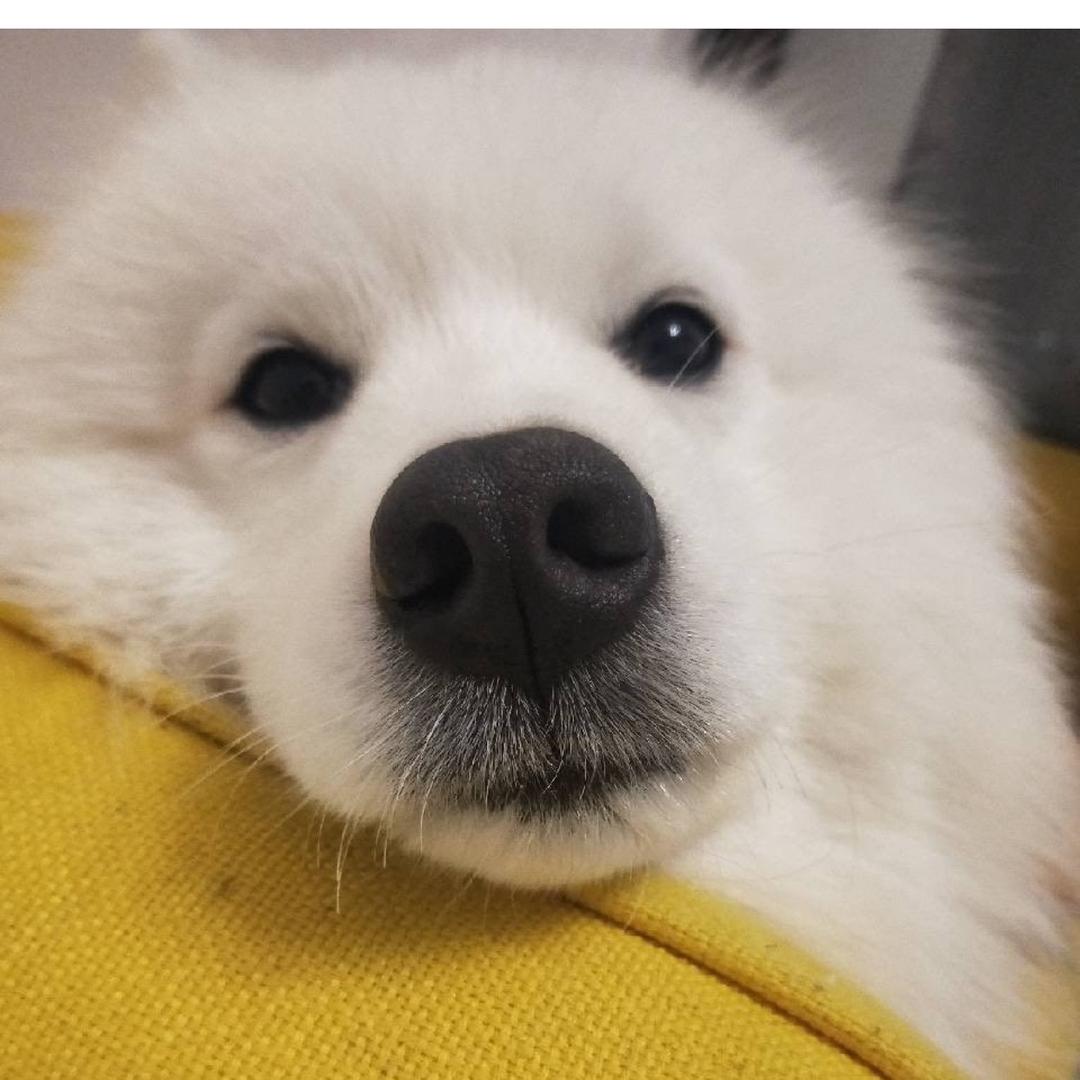 八岁萨摩耶王椒椒