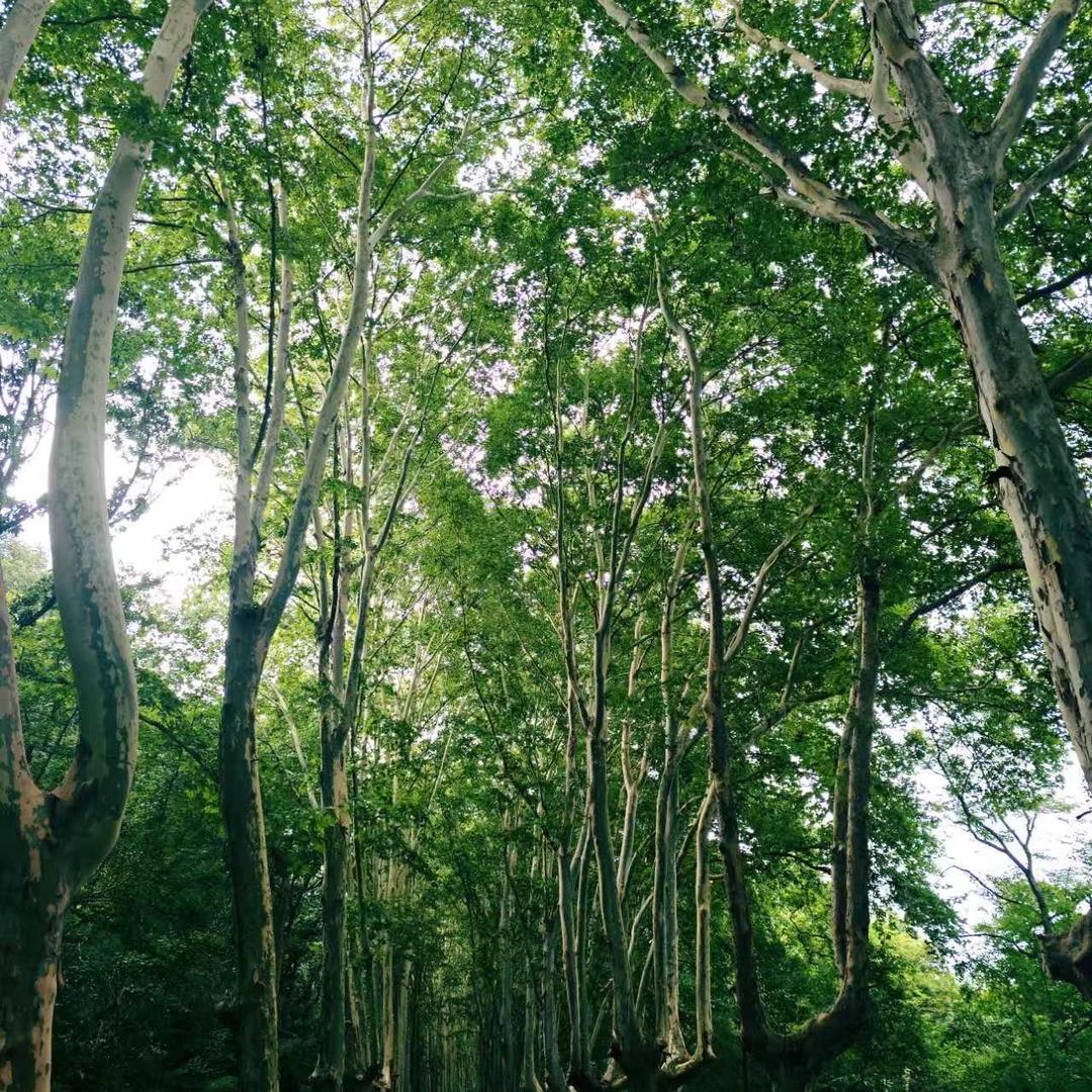 舒士奇sursky为源专卖店