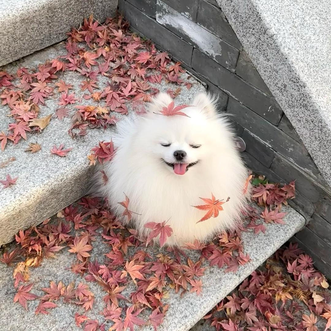 旺仔瑶瑶冻U