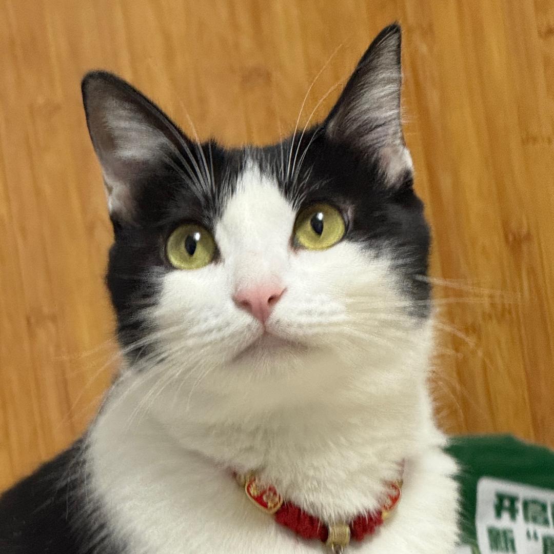 盖雪是只奶牛猫