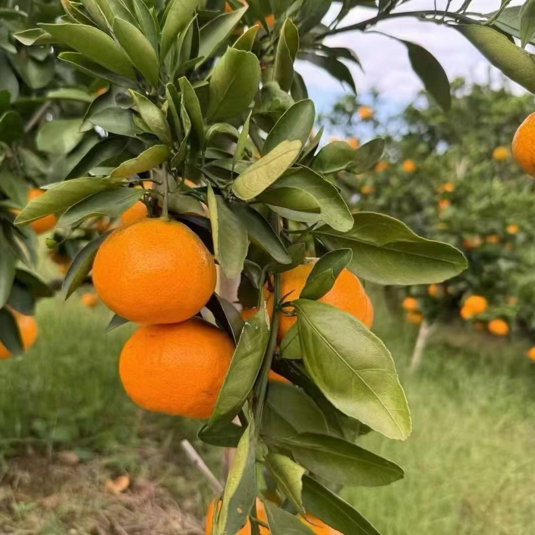 卖涌泉蜜桔的小金