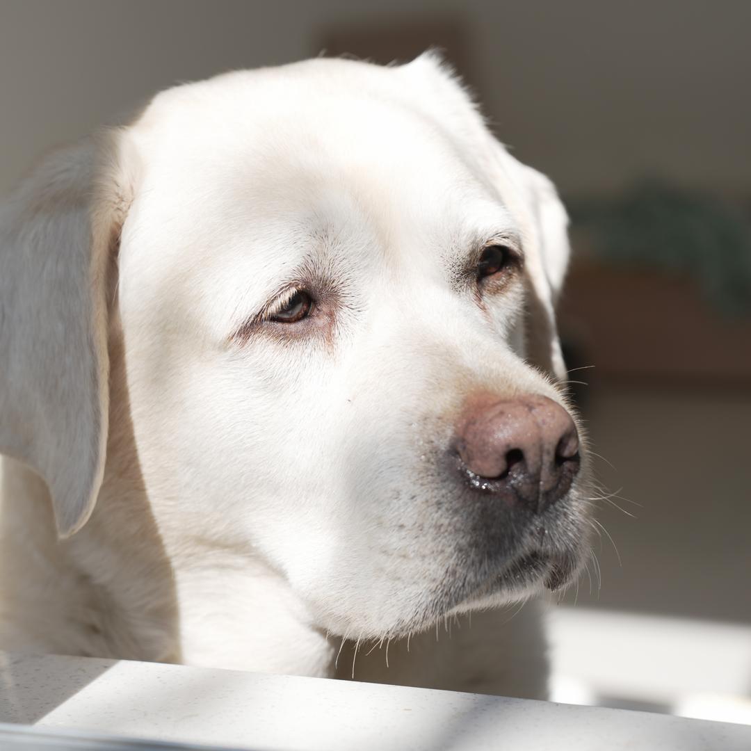 宠.时光（莱卡有点胖）