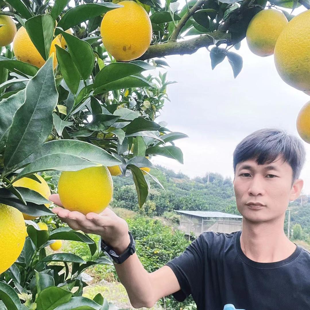 赣南美橙果业