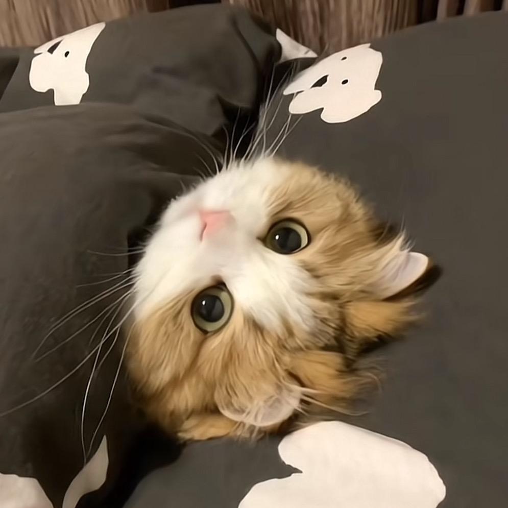 小猫要睡觉喽Ⳋ