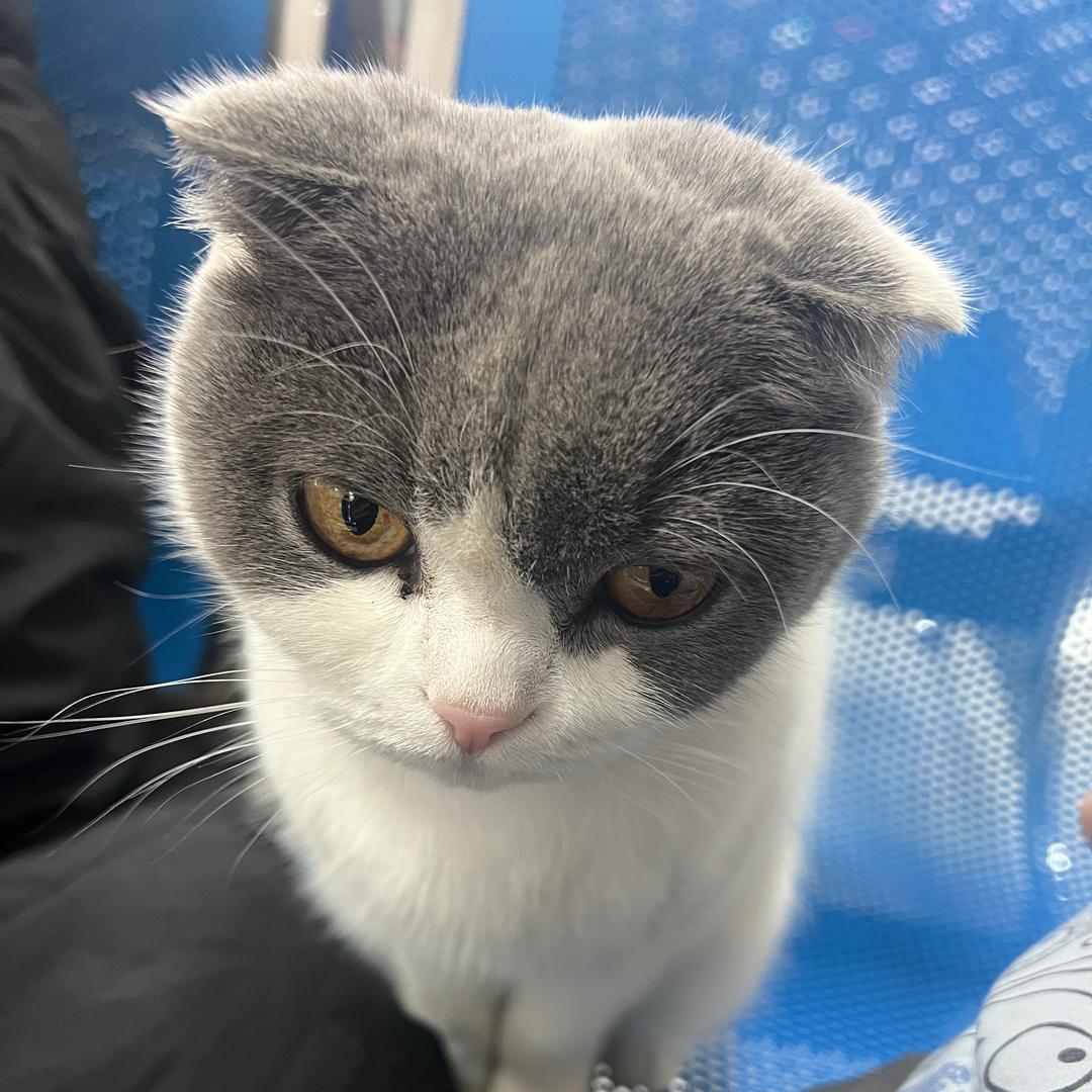 Simon