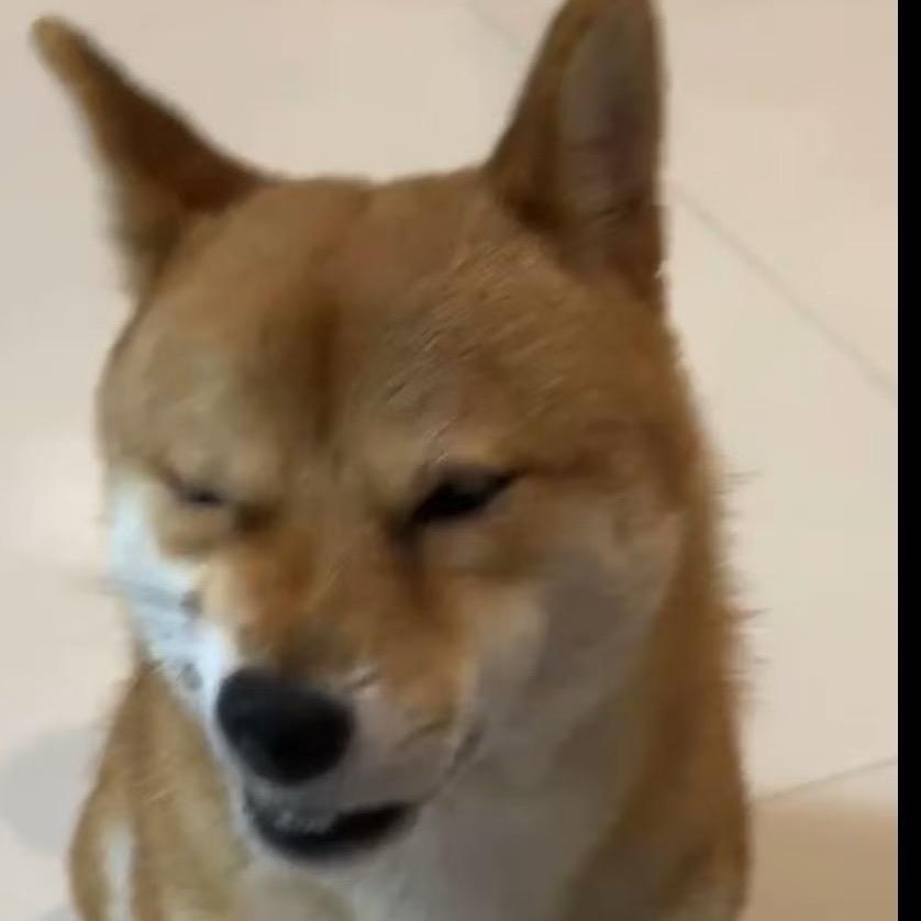 柴犬付二代
