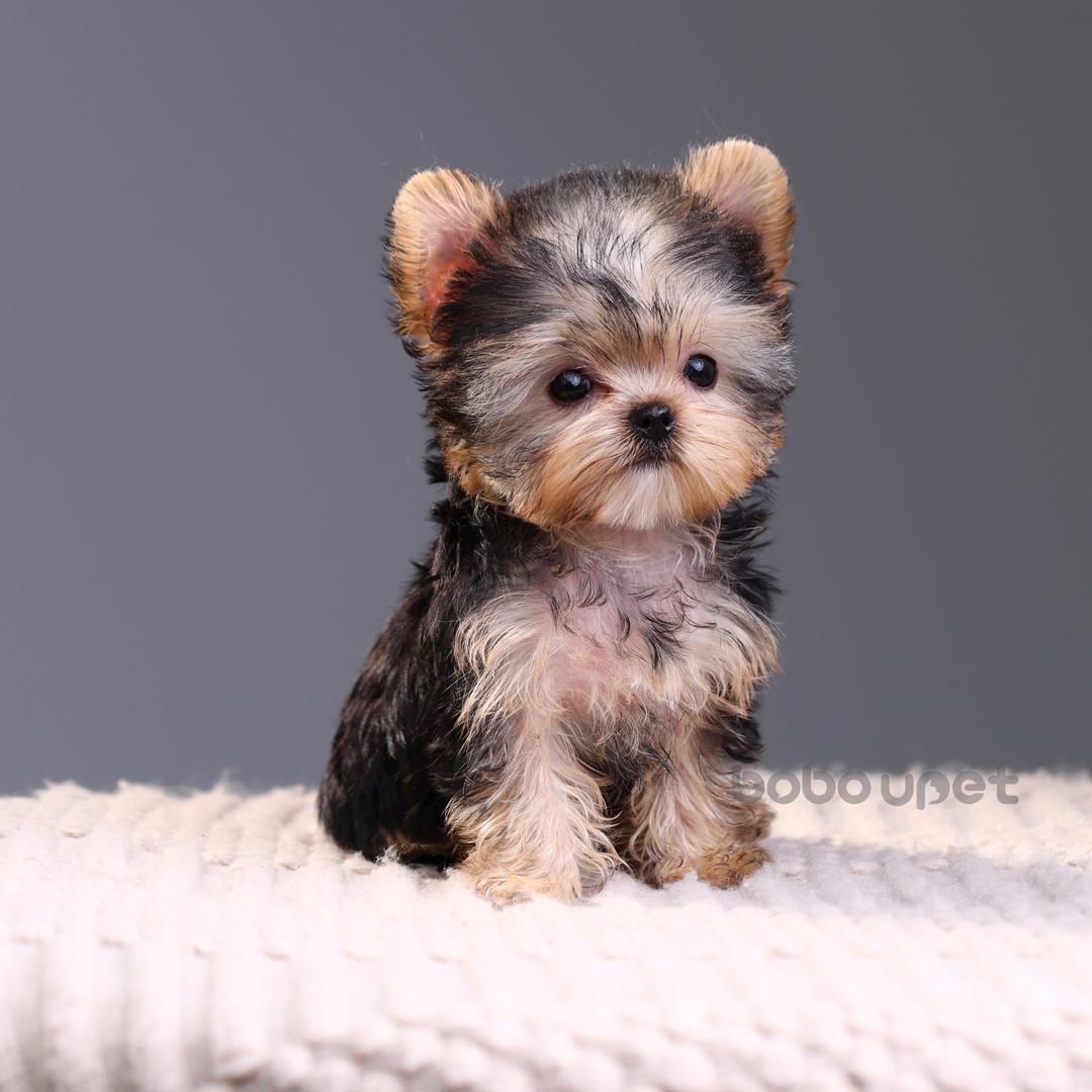 BoBo约克夏犬舍-美容师