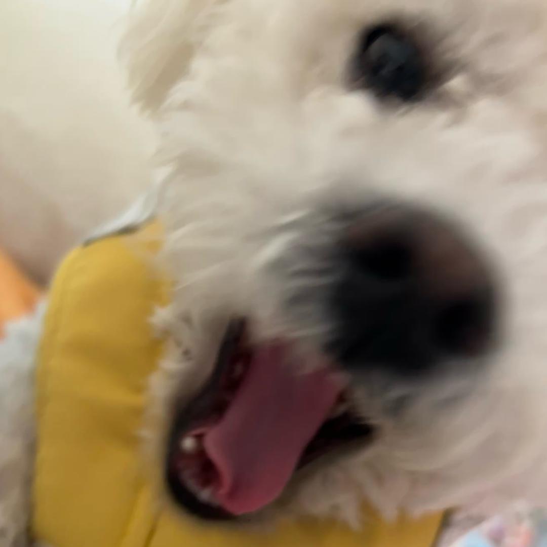 疯辱鱼