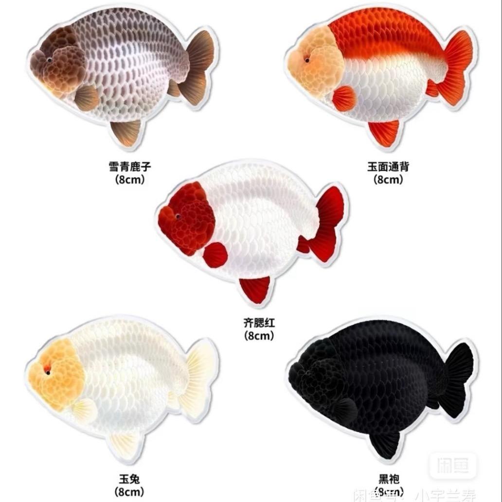 王多鱼的金鱼房