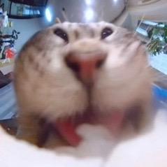 失眠的羊羔子