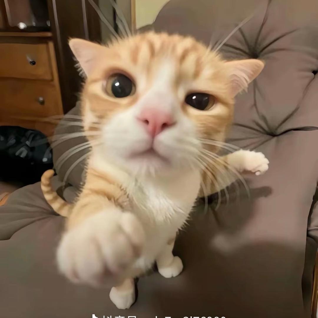 没有猫