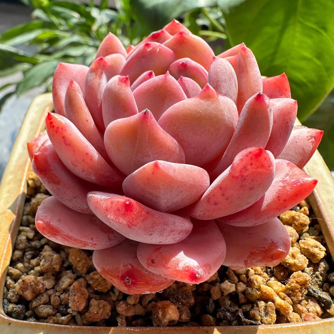 小周玩多肉
