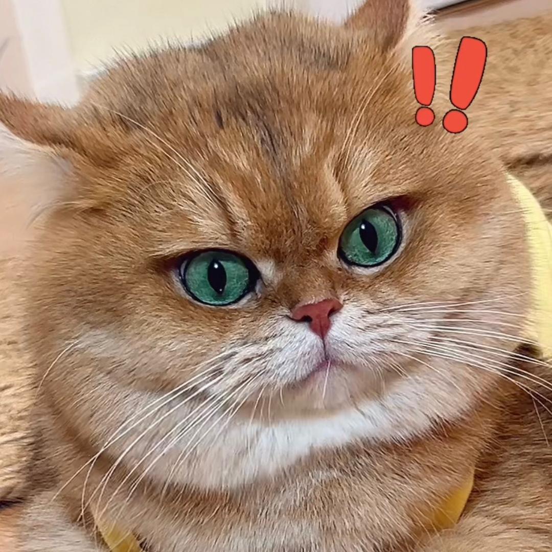 元宝话很多