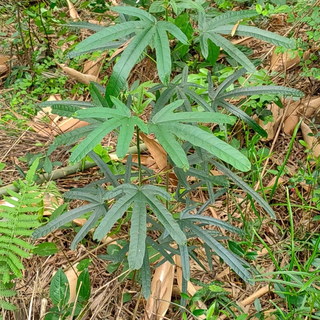 山强小铺