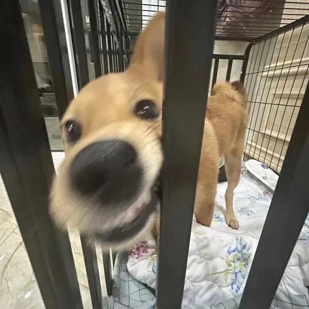 小火龙ㅤ