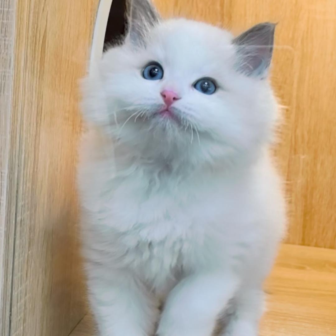 宠物一家亲1