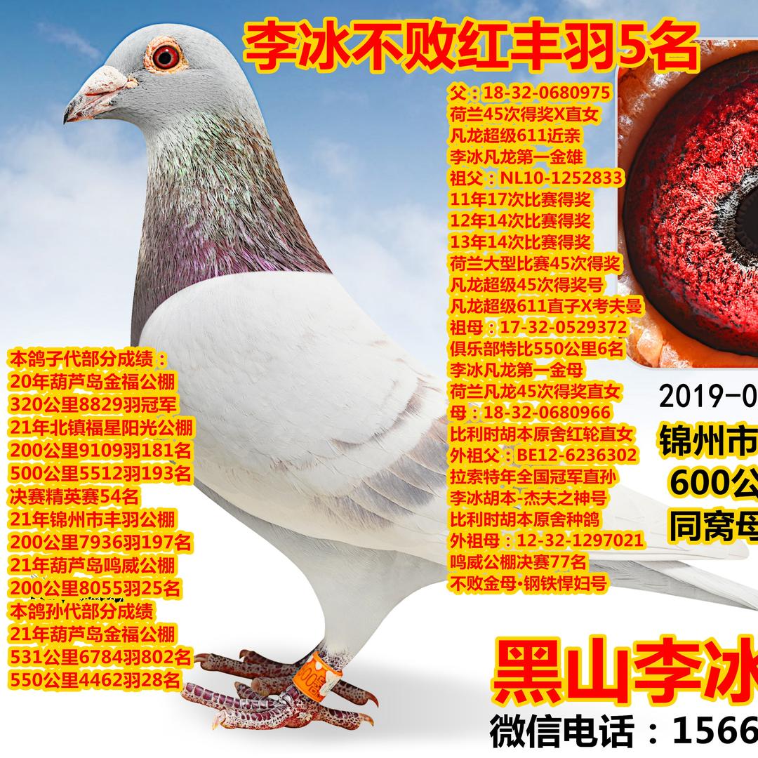 AA辽宁省锦州市黑山李冰鸽业-李冰