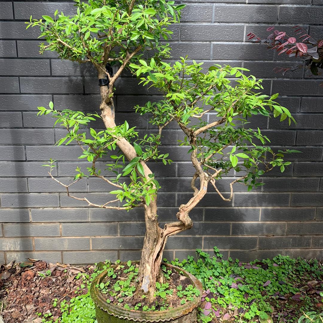 花开杜鹃