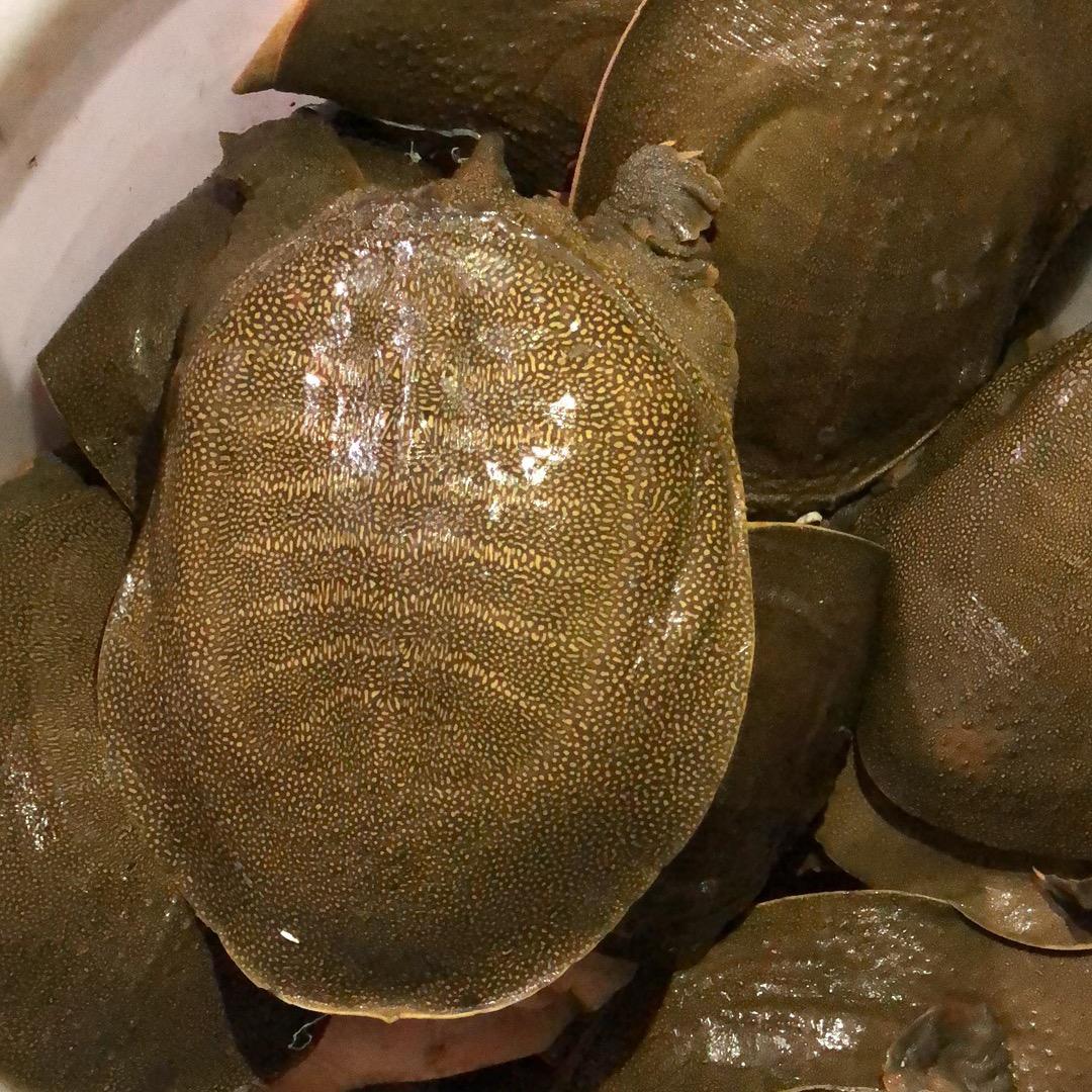 城立农生态甲鱼