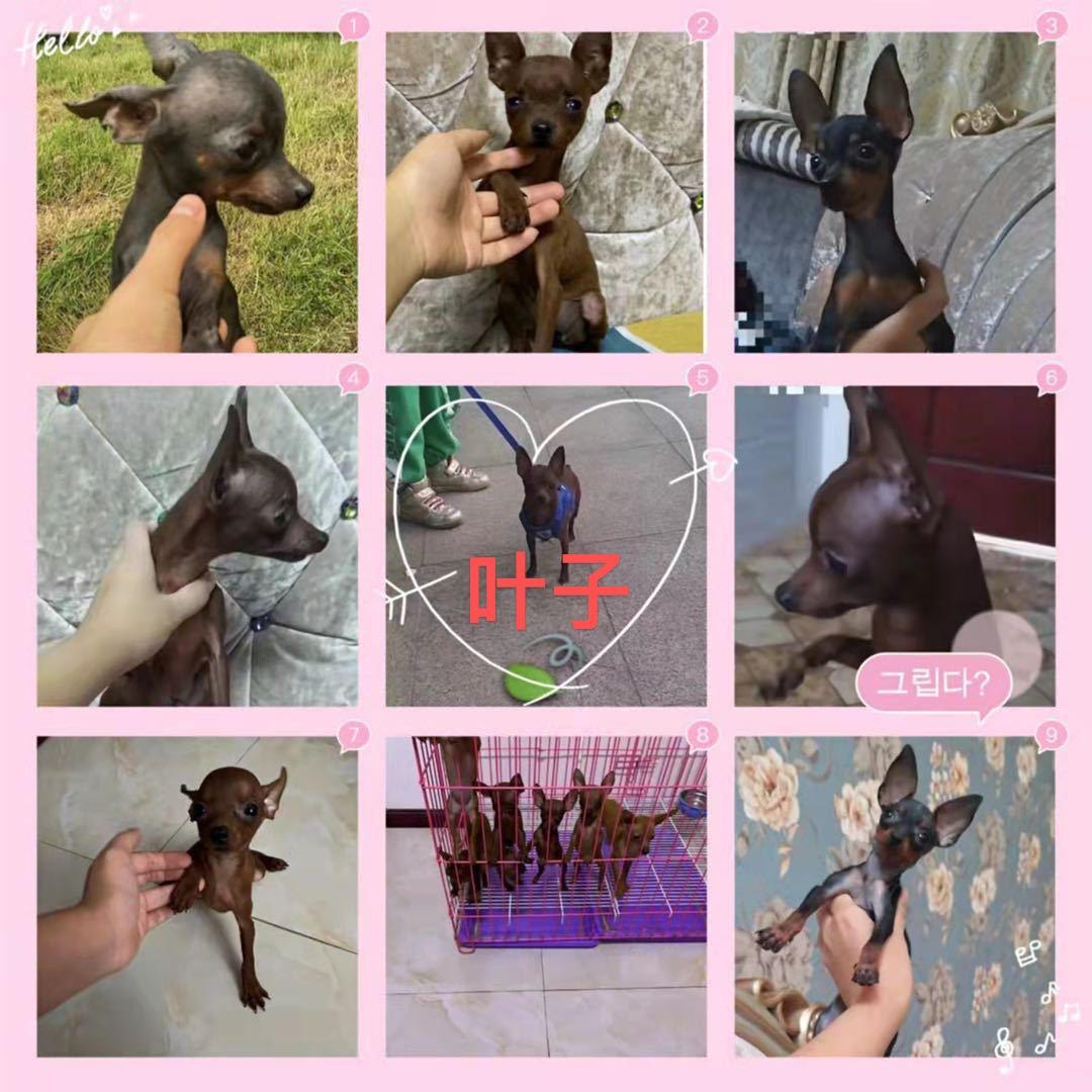 叶子家小鹿犬