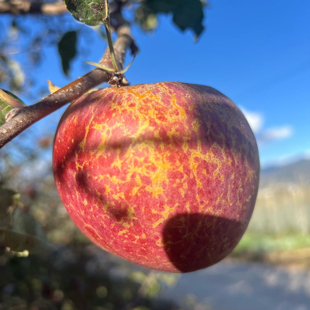 密鲜农业全国采