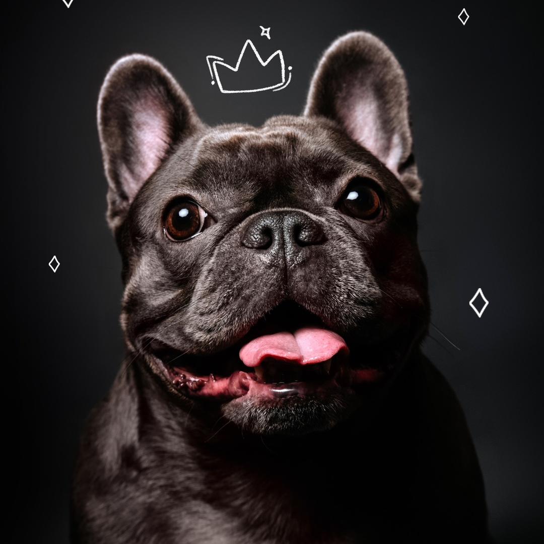 香香是个蓝胖妹👑