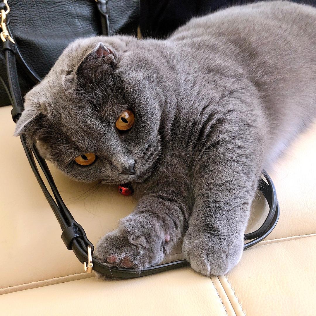 Arya