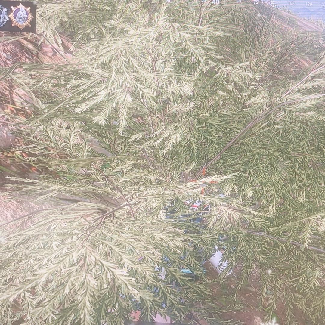 华哥pubg