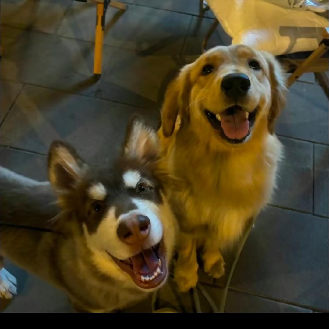 小狗🐕小魚🐟小羊🐑