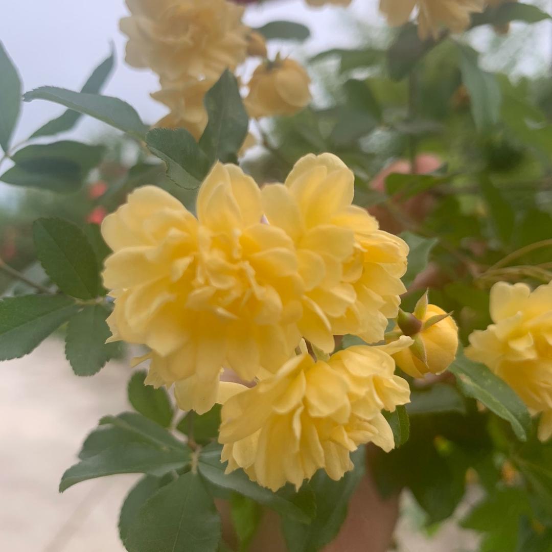 飞花似梦