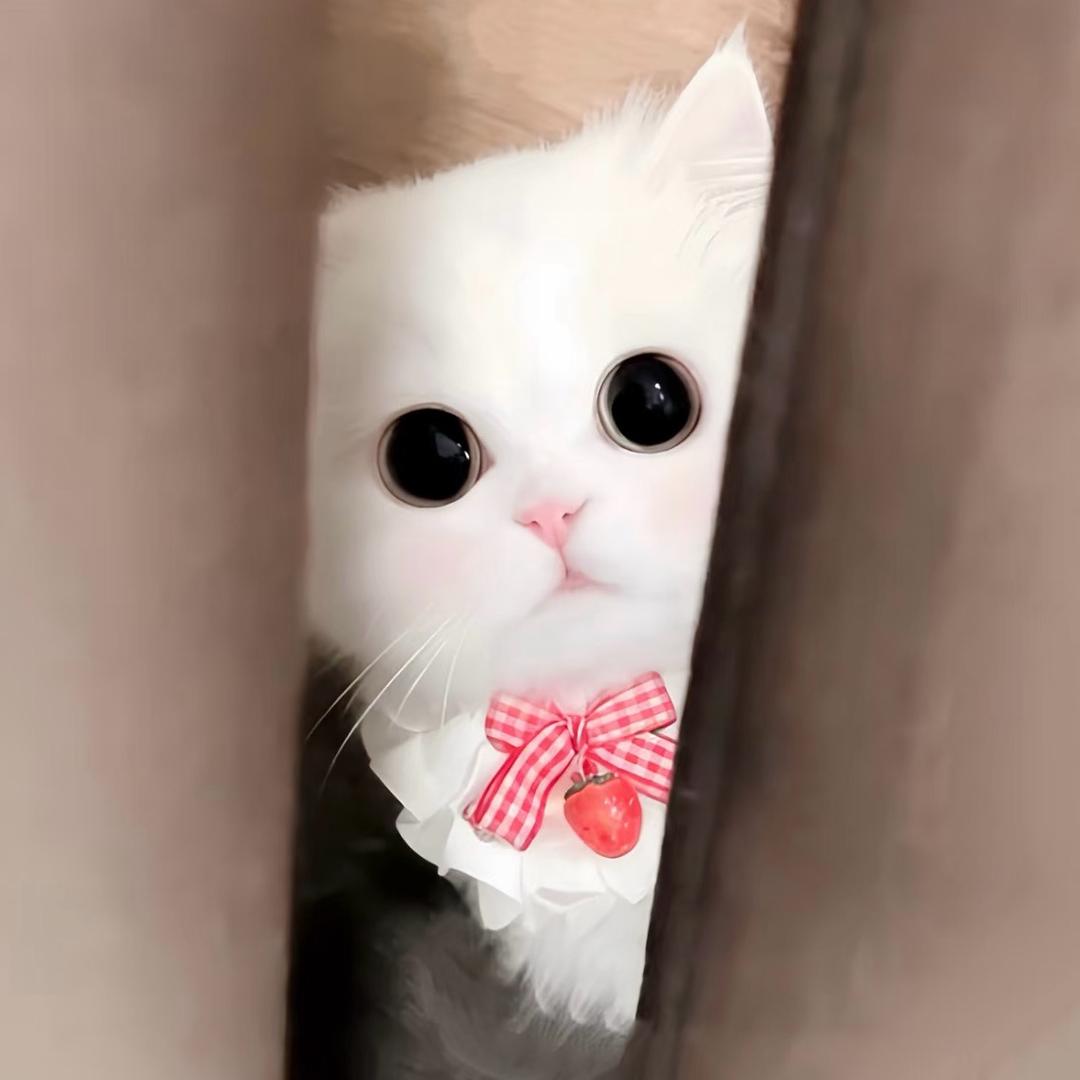 ㅤㅤㅤ头像