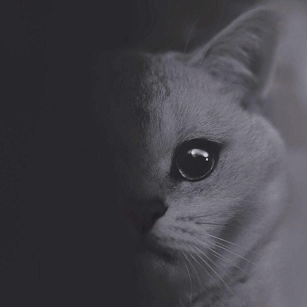 可颜