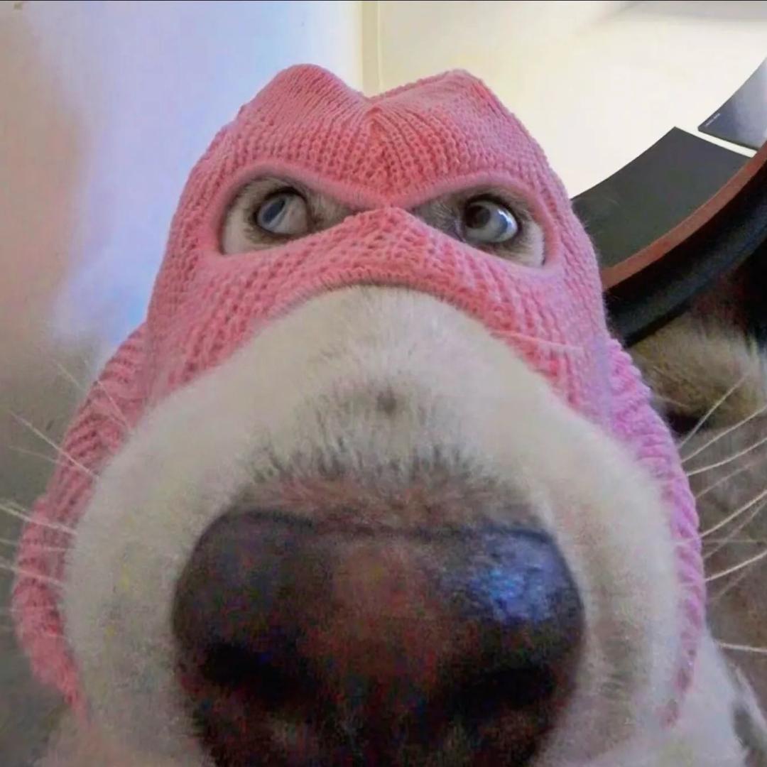 包菜（三角洲）