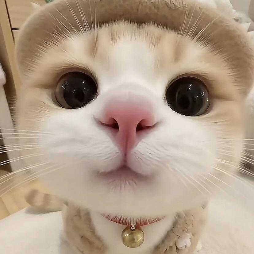 须尽欢（诚信绿色3x3）