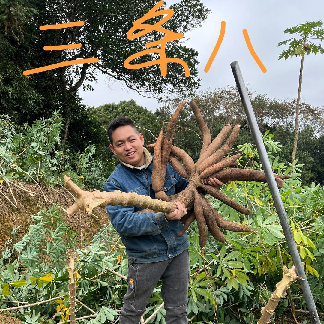 三条八（鲜食黄心木薯华南9号金奖）