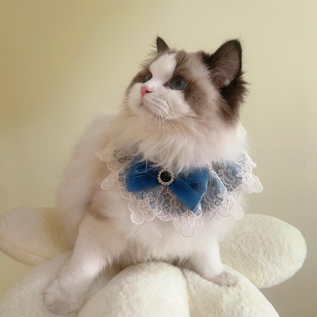 沐沐之家宠物店