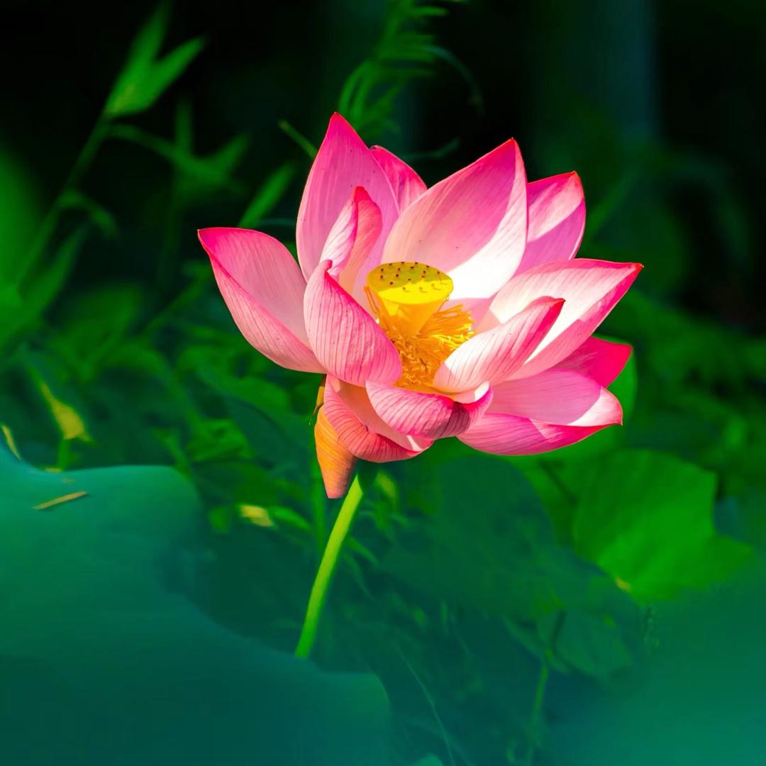 胡霞🤗
