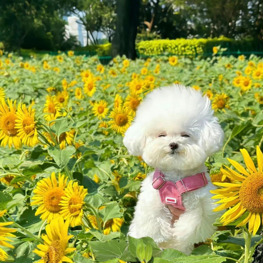 大头萌萌的成长日记