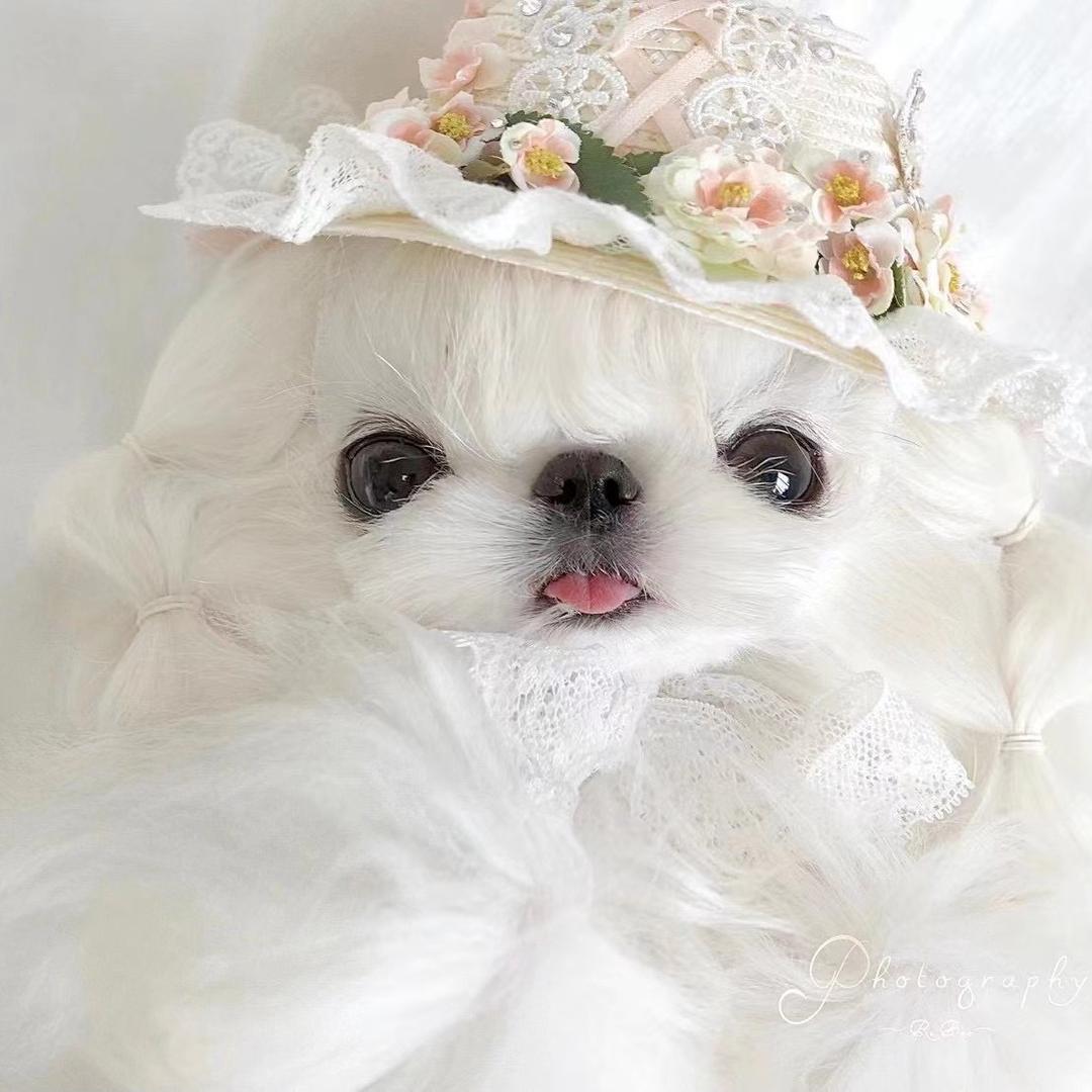 Labubu  pet-韩系萌宠