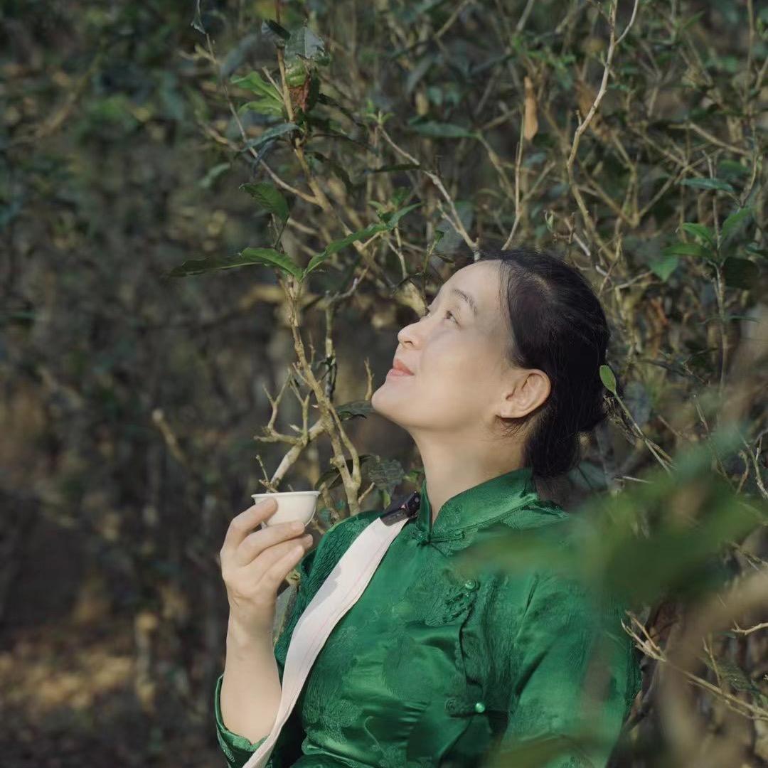 午木问茶20年