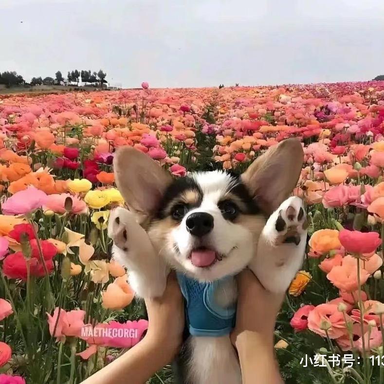一闪亮晶晶
