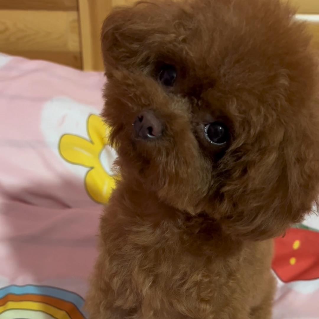 团团是泰迪 l🐶