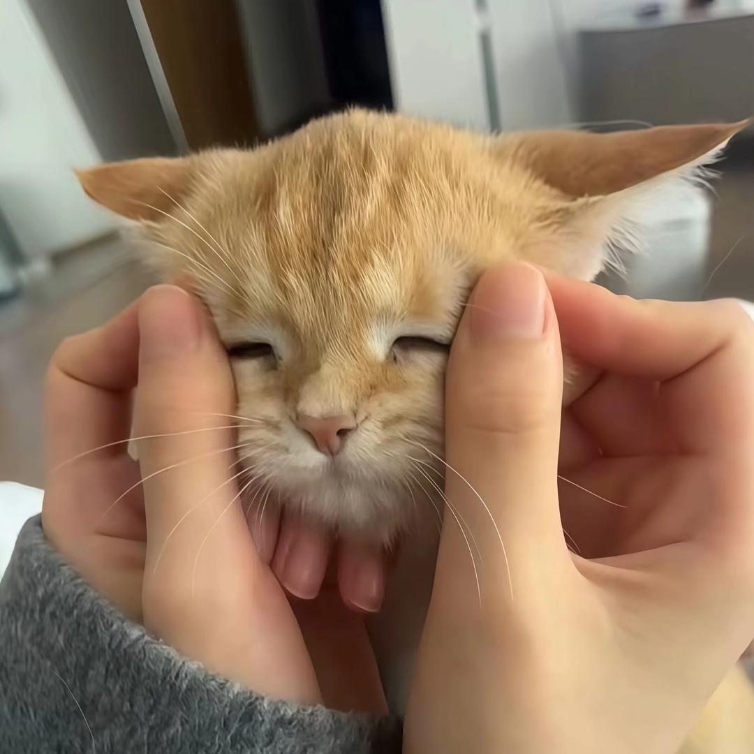 念少